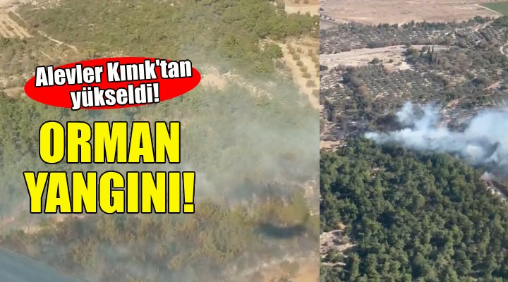 İzmir'de orman yangını!