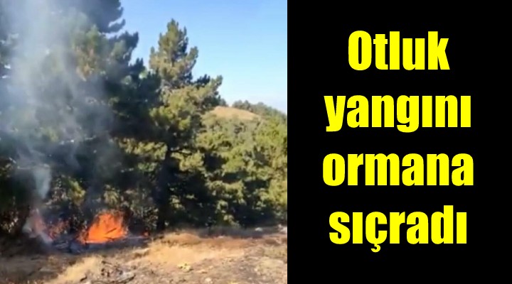 İzmir'de otlukta çıkan yangın ormana sıçradı!
