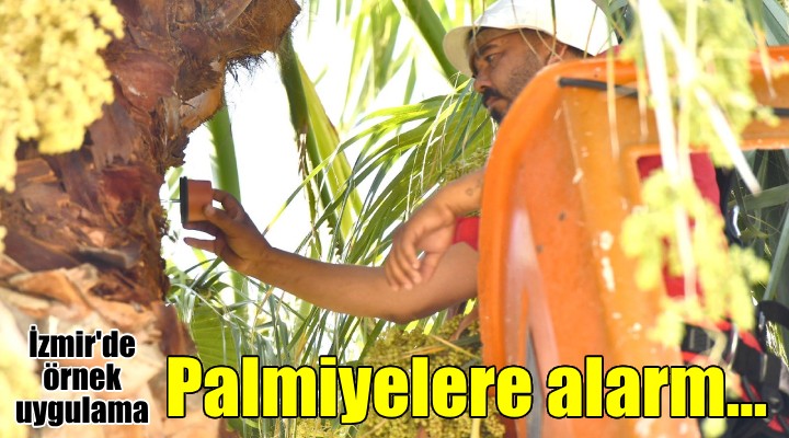 İzmir'de palmiyelere alarm sistemi...