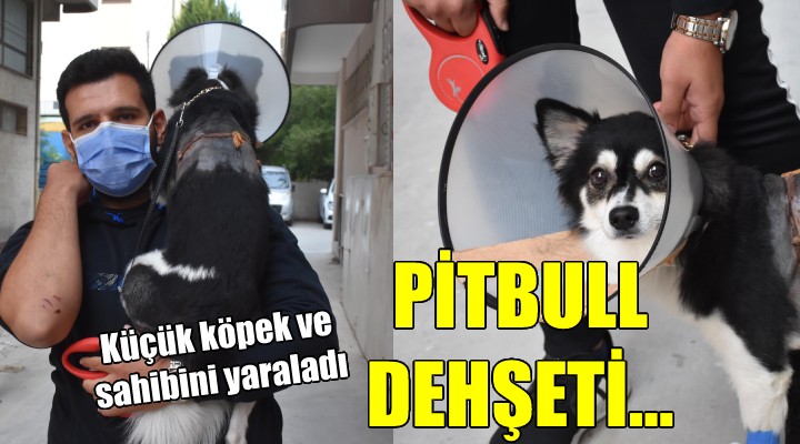İzmir'de pitbull dehşeti... Küçük köpek ve sahibini yaraladı!
