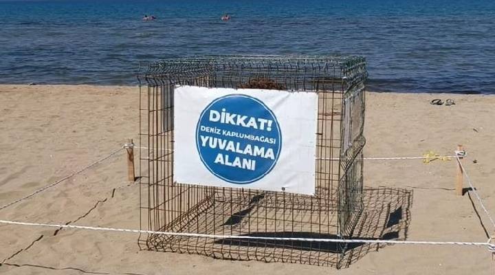 İzmir'de sahildeki caretta caretta yumurtaları koruma altına alındı