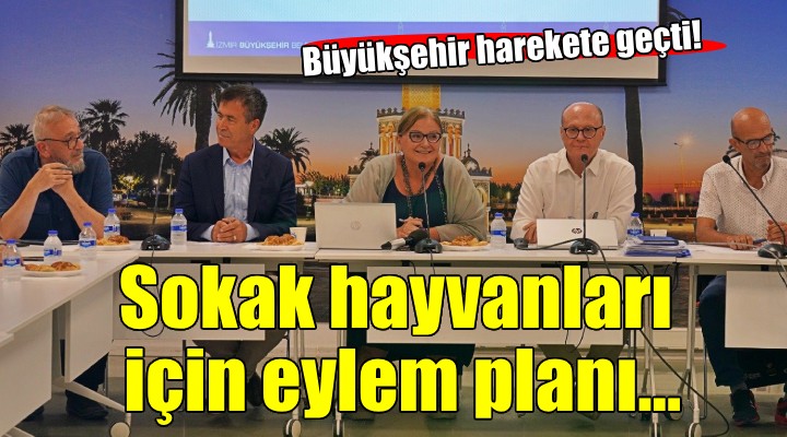 İzmir'de sokak hayvanları için eylem planı hazırlanıyor...