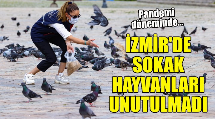 İzmir'de sokak hayvanları unutulmadı!