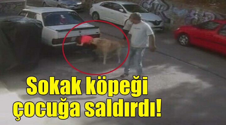 İzmir'de sokak köpeği çocuğa saldırdı... O anlar kamerada!