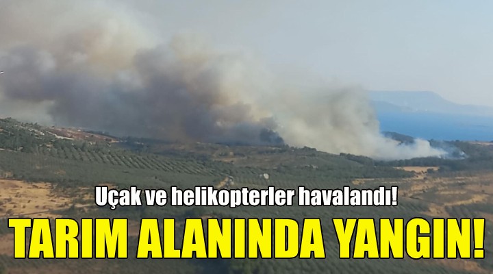 İzmir'de tarım alanında yangın!