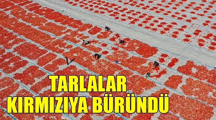 İzmir'de tarlalar kırmızıya büründü