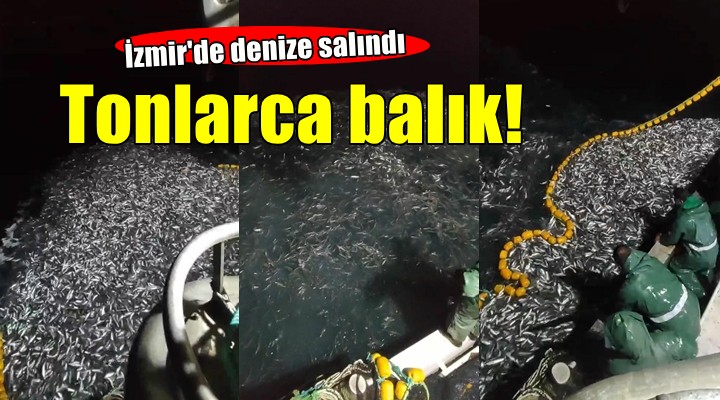 İzmir'de tonlarca kefal yavrusu denize salındı...