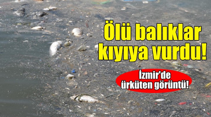 İzmir'de ürküten görüntü... Ölü balıklar kıyıya vurdu!