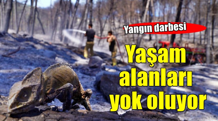 İzmir'de yangın darbesi... Sürüngenlerin yaşam alanları yok oluyor!