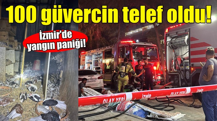 İzmir'de yangın paniği: 100 güvercin telef oldu!