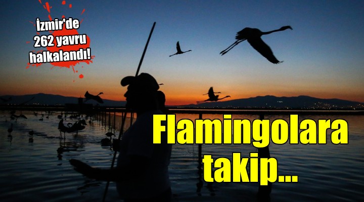 İzmir'de yavru flamingoların yaşamı takip edilecek...