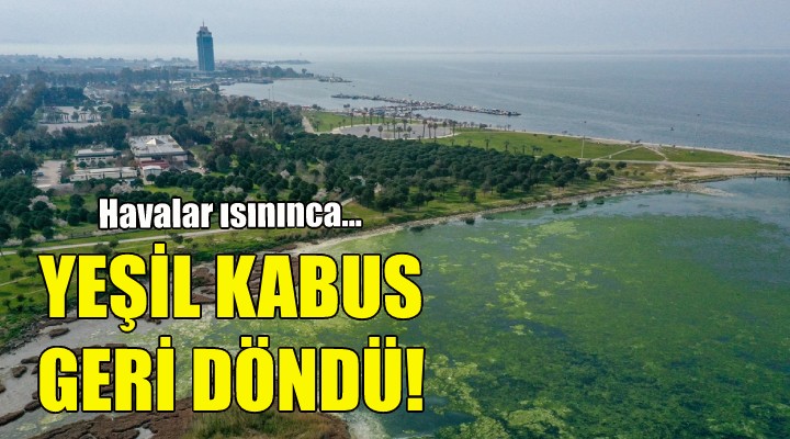 İzmir'de yeşil kabus geri döndü!