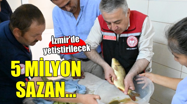 İzmir'de yetiştirilen 5 milyon sazan bereket katacak!