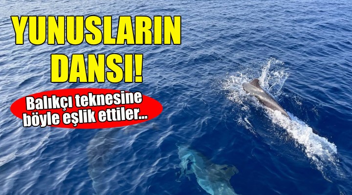 İzmir'de yunusların dansı!