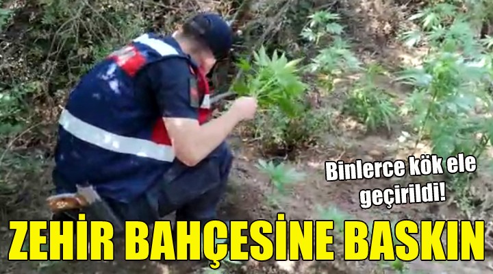 İzmir'de zehir bahçesine jandarma baskını!