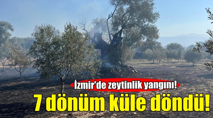 İzmir'de zeytinlik yangını!