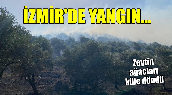 İzmir'de zeytinlikte korkutan yangın!