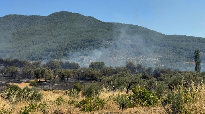 İzmir'de zirai alanda yangın!