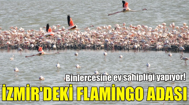 İzmir'deki flamingo adası!