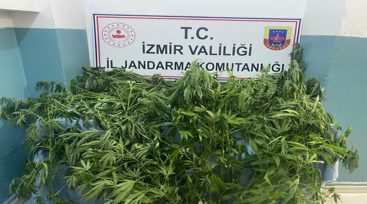 İzmir'deki uyuşturucu operasyonlarında 1 tutuklama