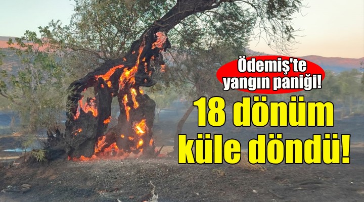 İzmir'deki yangında 18 dönüm küle döndü!