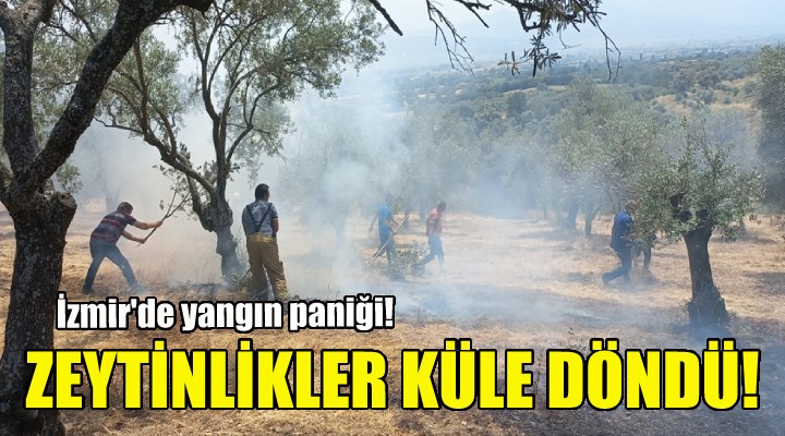 İzmir'deki yangında zeytinlikler küle döndü!