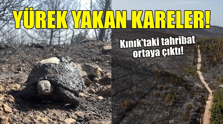 İzmir'deki yangının ardından yürek yakan kareler!