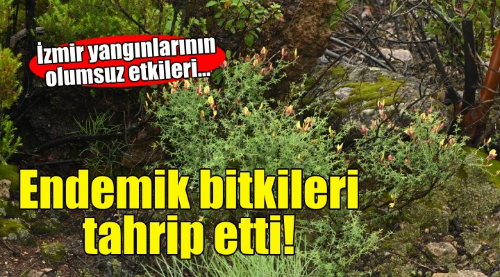 İzmir'deki yangınlar endemik bitkileri tahrip etti!