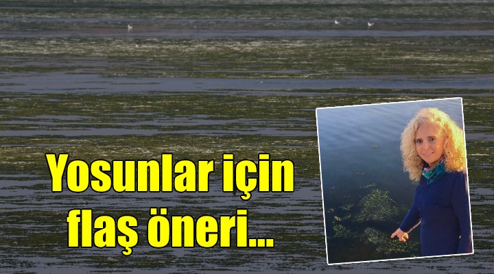 İzmir'deki yosunlar için flaş öneri...
