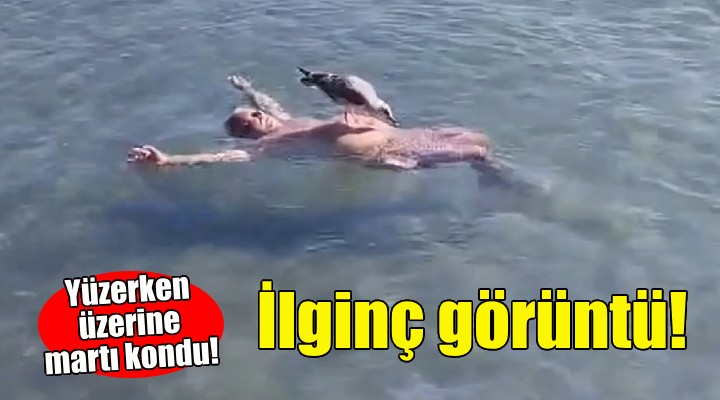 İzmir'den gülümseten görüntü... Yüzerken üzerine martı kondu!