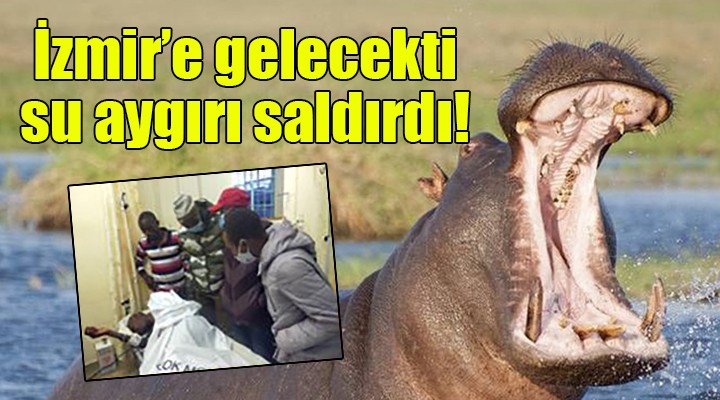 İzmir'e gelecekti, su aygırı saldırdı!