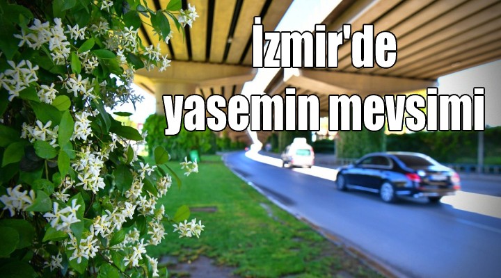 İzmir'de yasemin mevsimi...