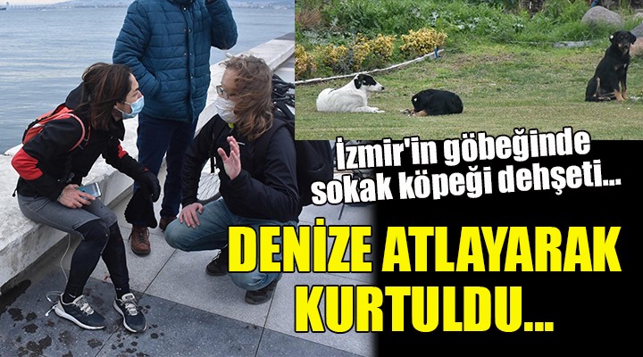 İzmir'in göbeğinde köpek dehşeti... DENİZE ATLAYARAK KURTULDU!