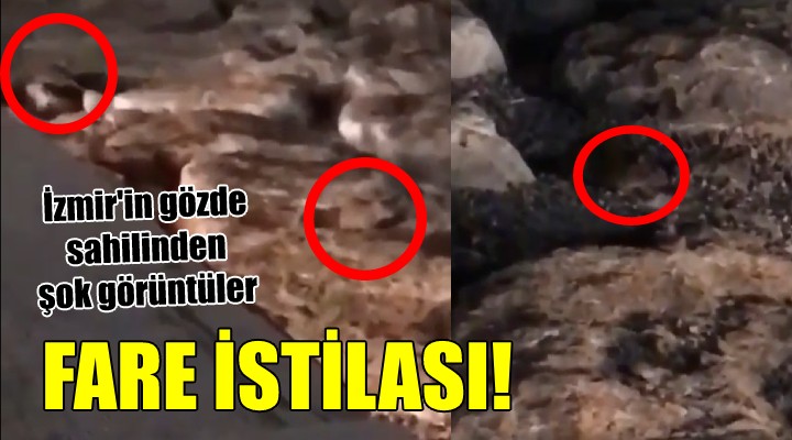 İzmir'in gözde sahilinden şok görüntüler... FARE İSTİLASI!