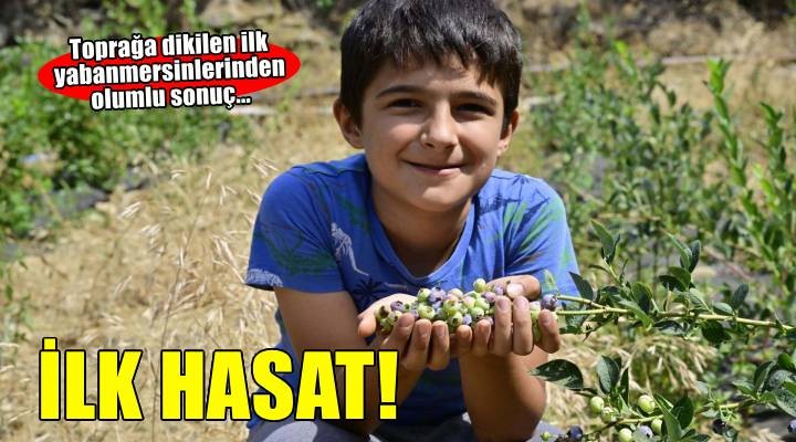 İzmir'in ilk toprağa dikim blueberryleri hasat edildi