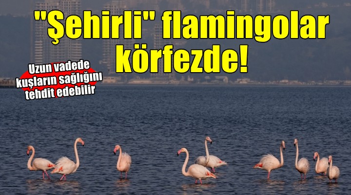 İzmir'in ''şehirli'' flamingoları iç körfezde besleniyor