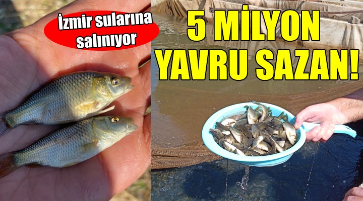 İzmir sularına 5 milyon yavru sazan...