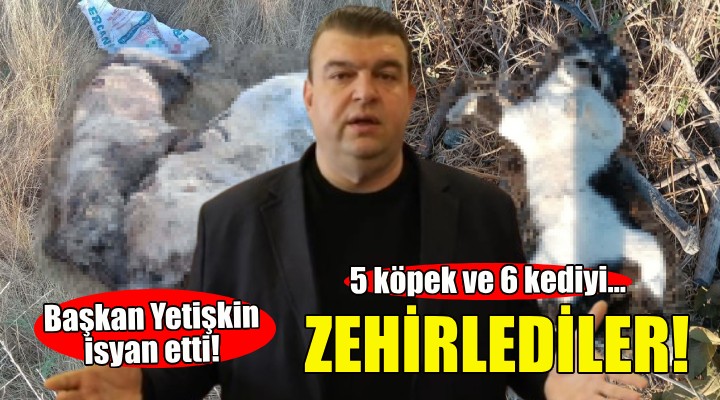 İzmir’de 5 köpek ile 6 kedi zehirlenerek öldürüldü!