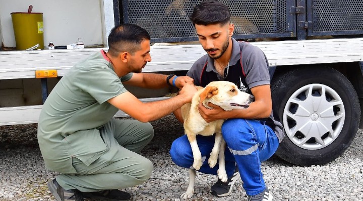 İzmir'de bir yılda 25 bin kedi ve köpek kısırlaştırıldı!