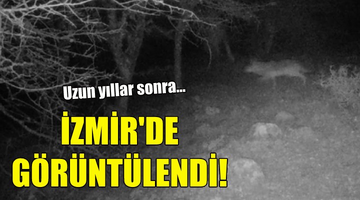 İzmir'de görüntülendi!