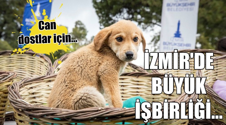 İzmir'de sokak hayvanları için büyük işbirliği