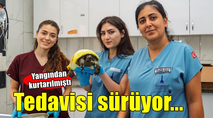 İzmir'de yangından kurtarılan kaplumbağanın tedavisi sürüyor