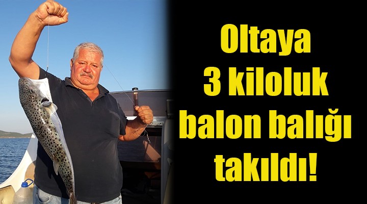 İzmirli avcının oltasına 3 kiloluk balon balığı takıldı