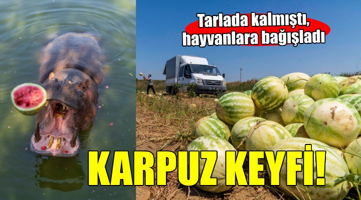 İzmirli çiftçi tarlada kalan karpuzunu hayvanlara bağışladı