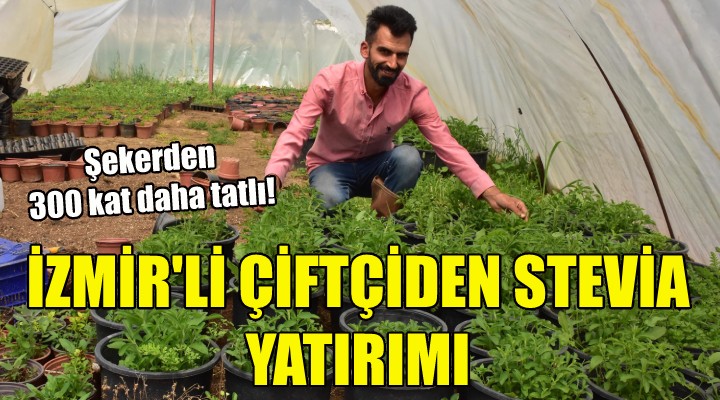 İzmirli çiftçiden 'stevia' yatırımı!