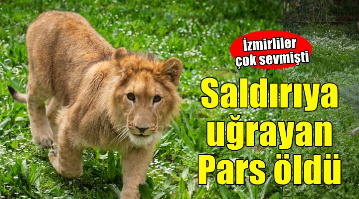 İzmirliler'in adını anketle belirlediği aslan öldü!