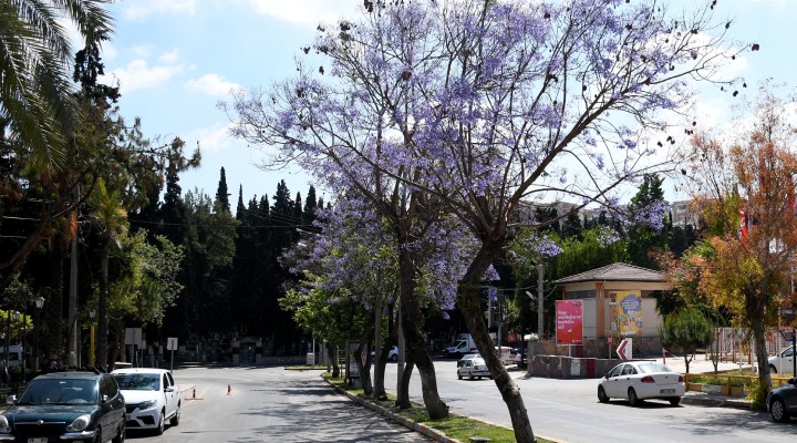 Jakaranda ağaçlarından görsel şölen!