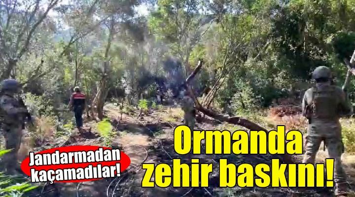 Jandarmadan ormanda zehir baskını!