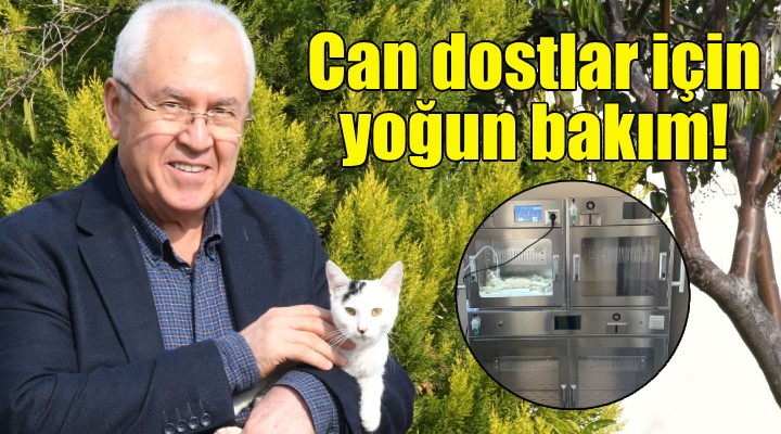 Karabağlar'da can dostlar için yoğun bakım!