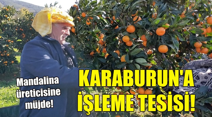 Karaburun'a mandalina işleme tesisi!